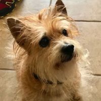 Appanasha Pet Clinic ico