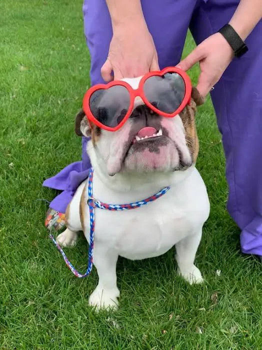 American Animal Hospital 5