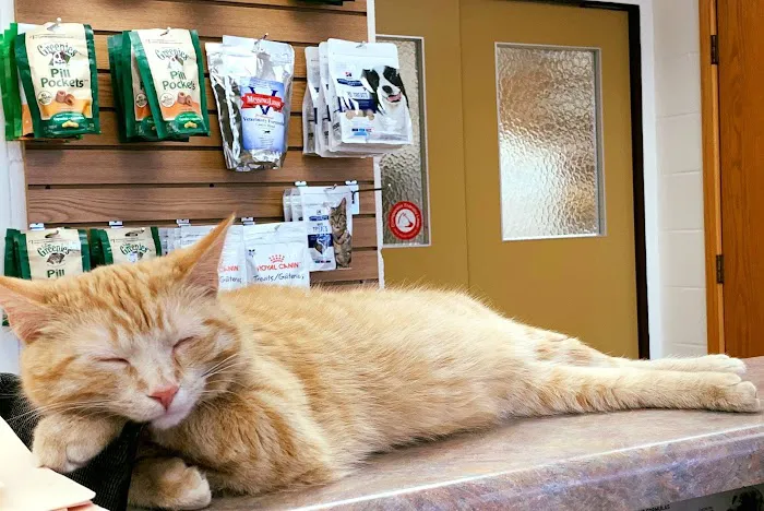 American Animal Hospital 1
