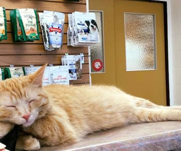 American Animal Hospital