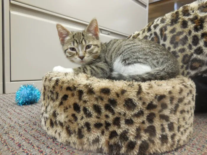 American Animal Hospital 8