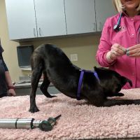 Country View Animal Hospital ico