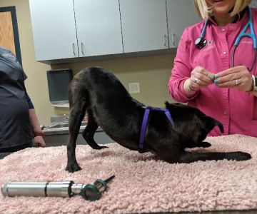 Country View Animal Hospital