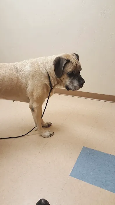 Wellness Veterinary Clinic 1