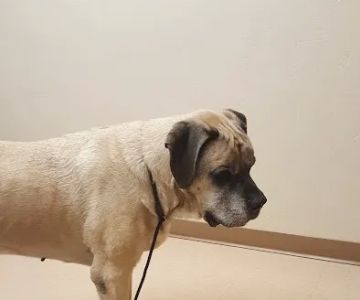 Wellness Veterinary Clinic