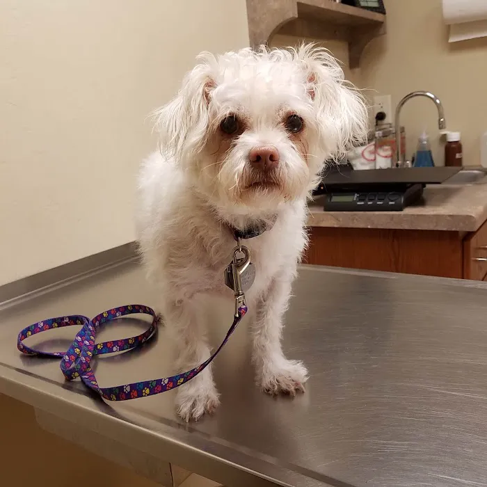 Wellness Veterinary Clinic 5