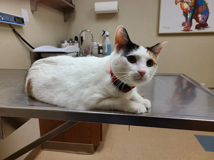 Wellness Veterinary Clinic 7