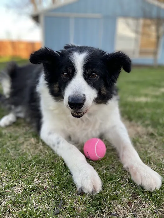 BluePearl Pet Hospital 9