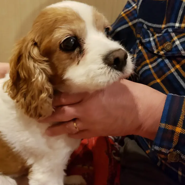 BluePearl Pet Hospital 8
