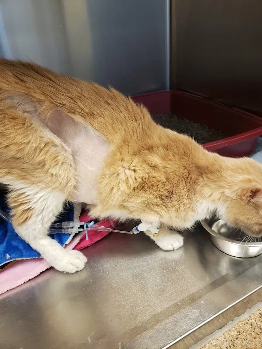 BluePearl Pet Hospital 6