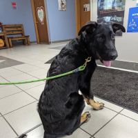 Oakwood Veterinary Service ico