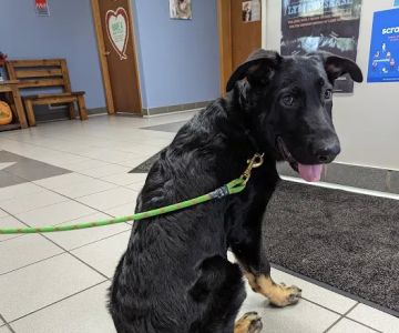 Oakwood Veterinary Service