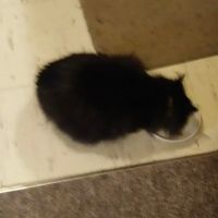 Colona Animal Health Center ico