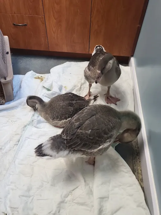 Orion Veterinary Clinic, Inc 1