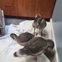 Orion Veterinary Clinic, Inc ico