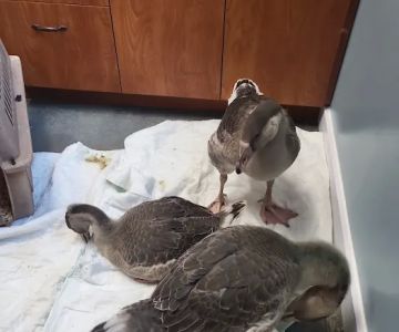 Orion Veterinary Clinic, Inc