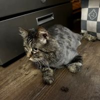 Furever Family Veterinary Care Center ico