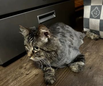 Furever Family Veterinary Care Center