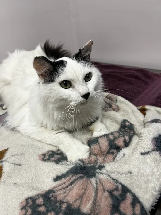 Furever Family Veterinary Care Center 2