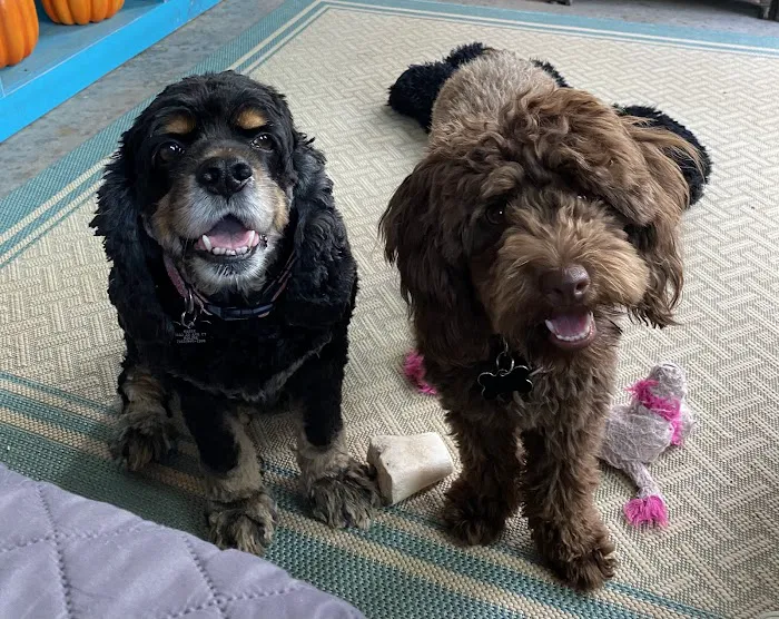 Furever Family Veterinary Care Center 4