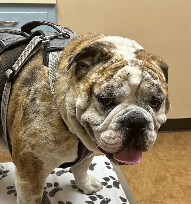 River Bend Animal Clinic PC 8