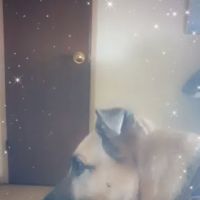 Lincoln School Veterinary Clinic ico