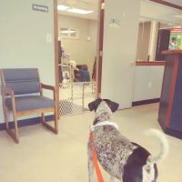 Sauk Trail Animal Hospital ico