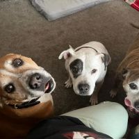 Kewanee Veterinary Clinic ico