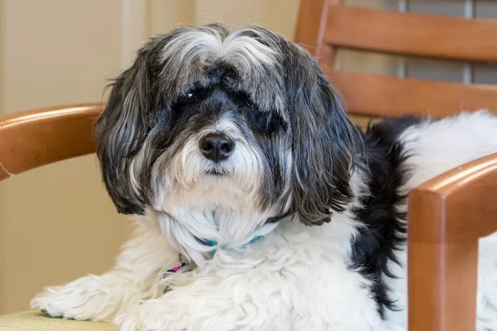 Glenroads Veterinary Clinic, A Thrive Pet Healthcare Partner 12