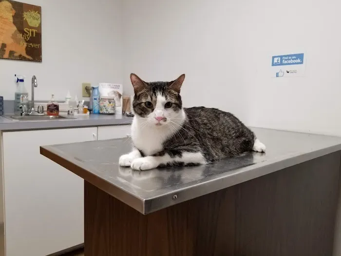 Klein Animal Clinic 2