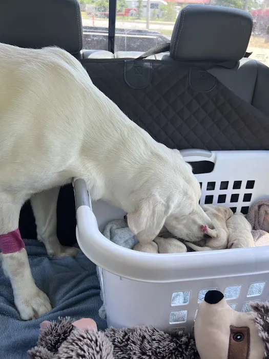 Animal Emergency Center Of The Quad Cities 12