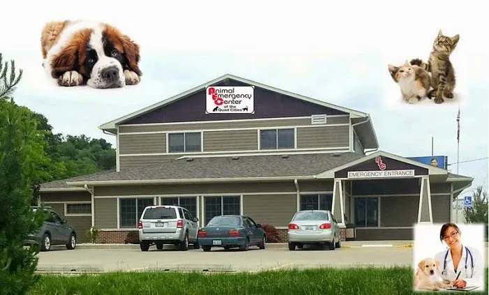 Animal Emergency Center Of The Quad Cities 12