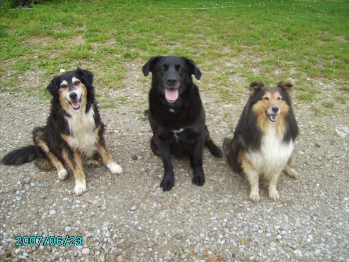 Bellevue Veterinary Clinic 12