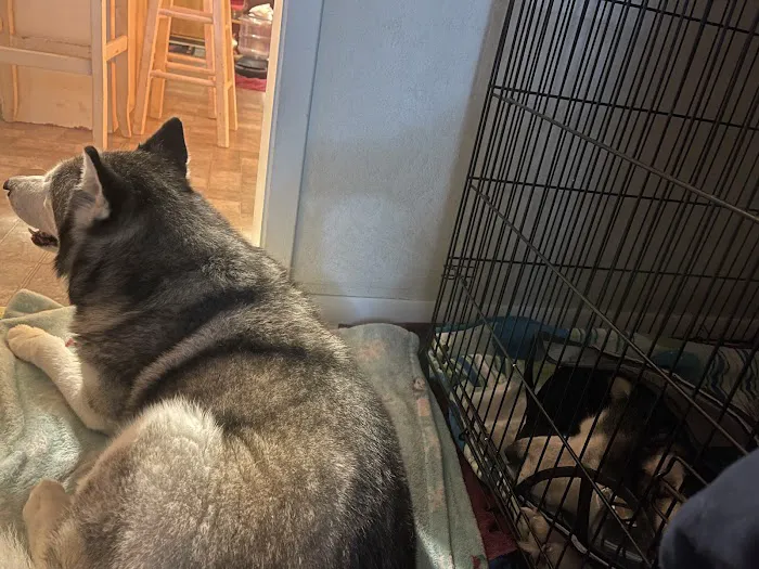 Animal Family Veterinary Care Center 12