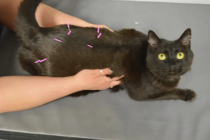 Another Way Veterinary Rehabilitation & Chiropractic Care 2