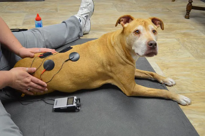 Another Way Veterinary Rehabilitation & Chiropractic Care 1