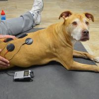 Another Way Veterinary Rehabilitation & Chiropractic Care ico