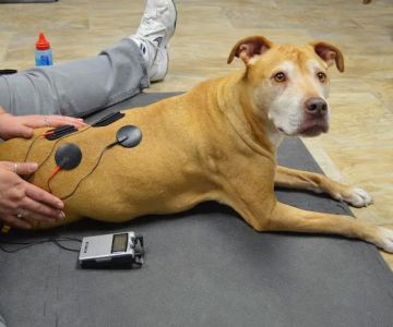 Another Way Veterinary Rehabilitation & Chiropractic Care