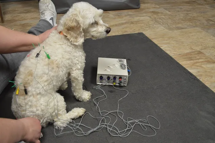 Another Way Veterinary Rehabilitation & Chiropractic Care 8