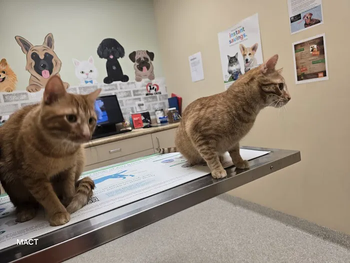 Care Animal Center 1