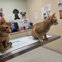Care Animal Center ico