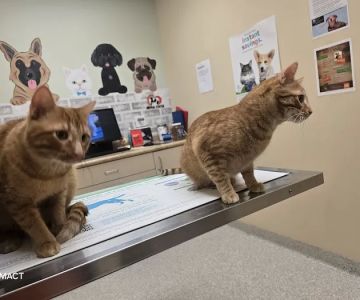Care Animal Center
