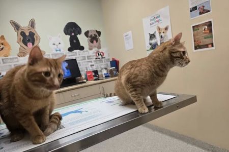Care Animal Center