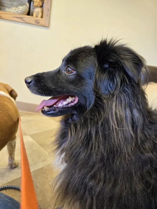 Care Animal Center 6