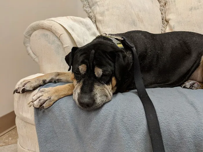 Care Animal Center 10