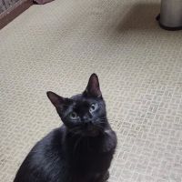 New Liberty Veterinary Clinic ico