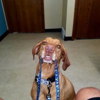 Kimberly Pines Veterinary Hospital ico