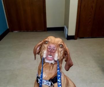 Kimberly Pines Veterinary Hospital