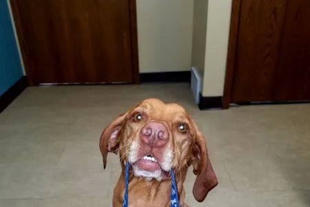 Kimberly Pines Veterinary Hospital