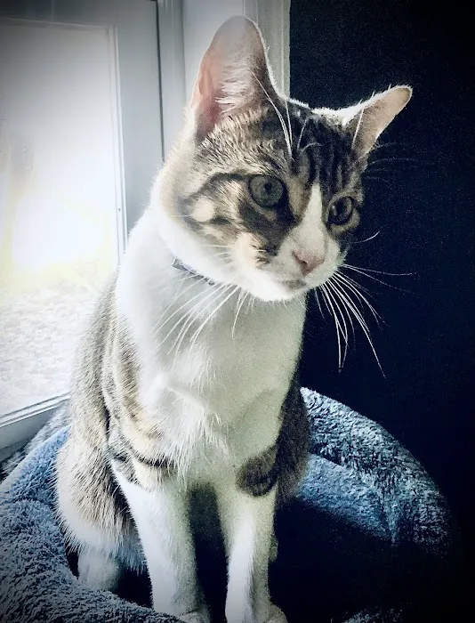 Kimberly Pines Veterinary Hospital 12